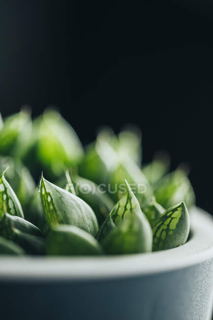 Small green haworthia retusa succulent potted plant placed on wooden surface in light place — Stock Photo