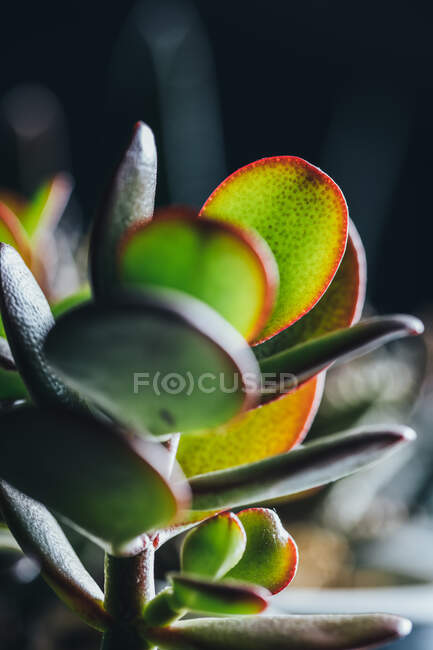 Crassula ovata pianta succulenta posta in vaso su tavolo in legno in luogo leggero — Foto stock