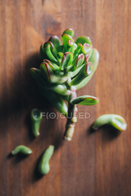 From above of broken small green succulent plant placed on wooden table — Stock Photo