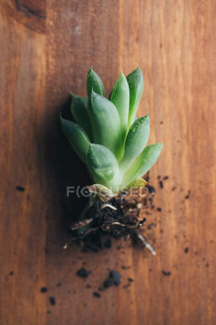 Desde arriba de la pequeña planta de echeveria verde colocada sobre una mesa de madera con raíces y suciedad en un lugar claro - foto de stock