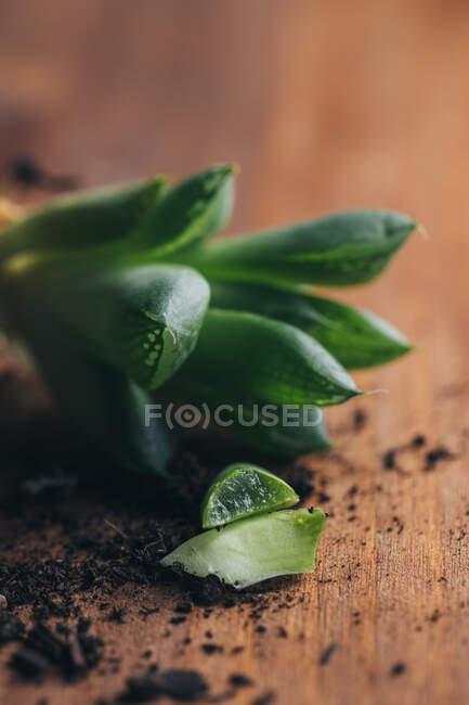 Closeup pieces of green succulent plant with dirt placed on wooden surface in light place — Stock Photo