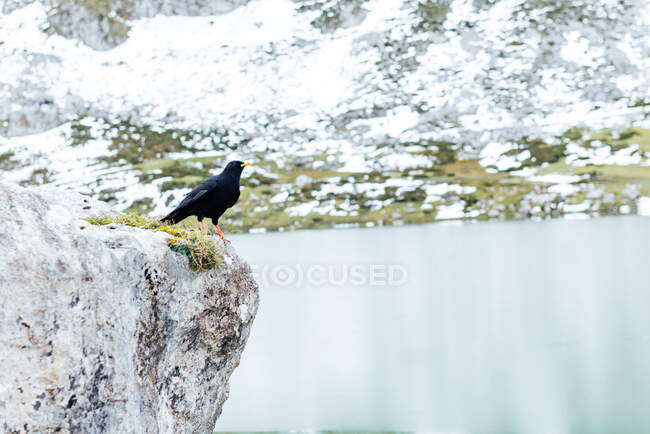 Alpine chough with black plumage sitting on rough mountain near pure lake in Spain in wintertime — Stock Photo
