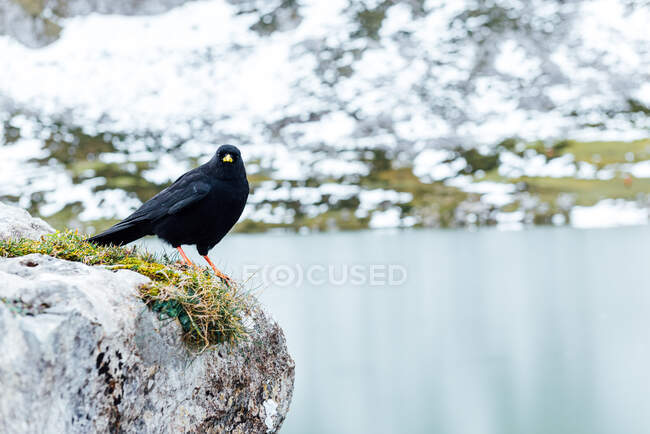Chough alpin avec plumage noir assis sur une montagne rugueuse près d'un lac pur en Espagne en hiver — Photo de stock