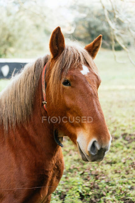 Encantador caballo de castaño doméstico pastando en césped verde en el campo y mirando a la cámara - foto de stock