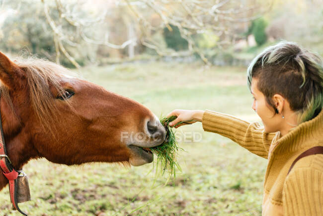 Vista lateral da fêmea alimentando cavalo castanho com grama pastando no prado no campo — Fotografia de Stock