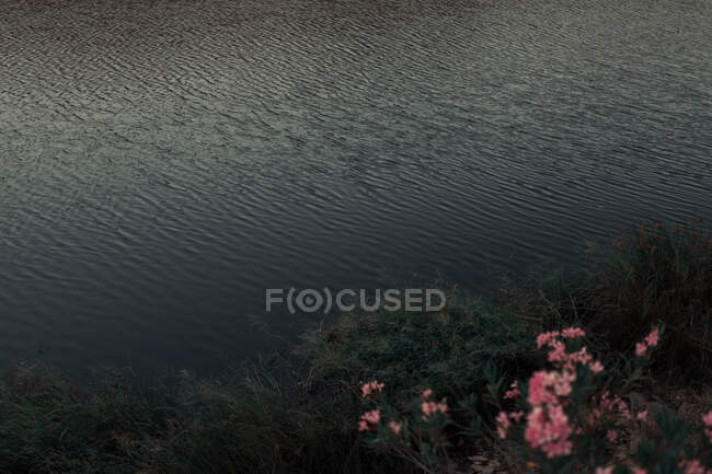С высоты пейзажа вид волнистой воды возле цветущих цветов и зеленых растений в сумерках — стоковое фото