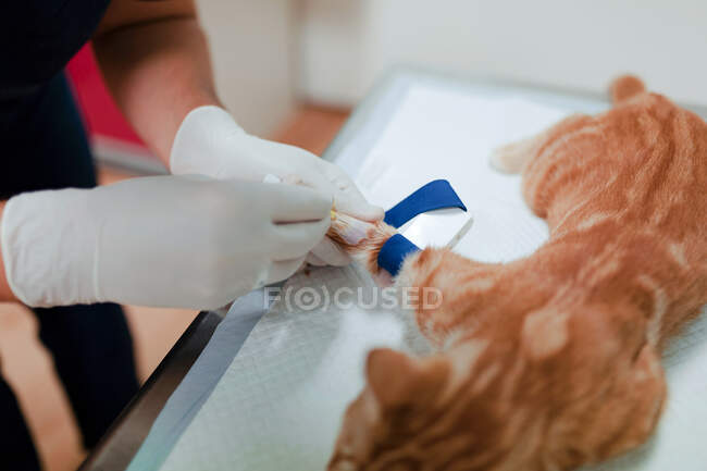 From above of crop anonymous veterinarian in sterile gloves putting drop counter piece on paw of animal patient in hospital — Stock Photo