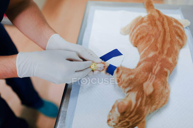 De cima do veterinário anônimo de colheita em luvas estéreis colocando contador de gota na pata do paciente animal no hospital — Fotografia de Stock