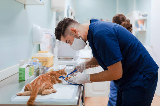 Hombre anónimo veterinario en máscara respiratoria inclinado hacia adelante mientras cura gato con instrumento médico cerca de colega en el hospital - foto de stock