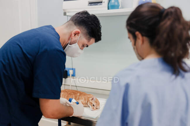Анонімний ветеринар чоловічої статі в респіраторній масці, що спирається вперед під час лікування кота медичним інструментом поблизу колеги в лікарні — стокове фото