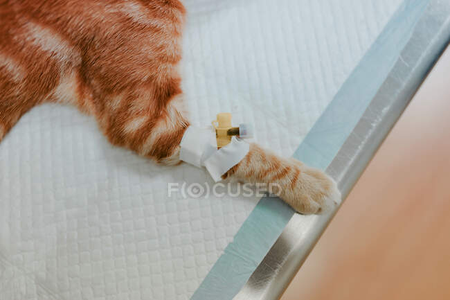 Alto ángulo de animal felino con pieza de contador de gota en la pata acostado en la mesa del veterinario en el hospital - foto de stock