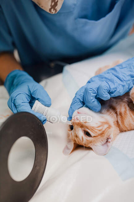 Desde arriba de la cosecha médico veterinario anónimo en guantes estériles poner en gotas para los ojos de botella a paciente animal en la clínica - foto de stock