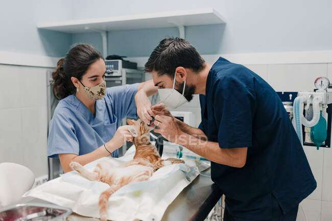 Cultivo anónimo veterinario masculino con enfermera en uniformes tratando a paciente animal en la mesa en el hospital - foto de stock