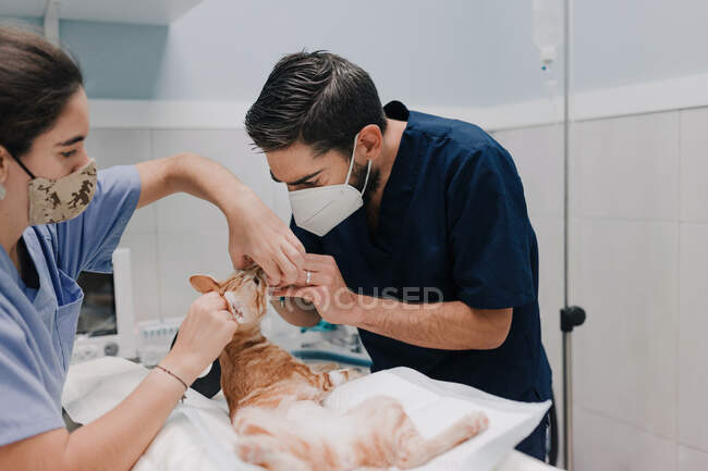 Crop anonymous male veterinarian with nurse in uniforms treating animal patient on table in hospital — Stock Photo
