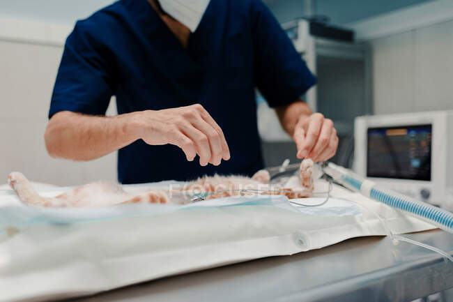 Veterinario masculino enfocado en máscara uniforme y respiratoria utilizando instrumentos médicos durante la cirugía en el hospital - foto de stock