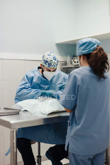 Неузнаваемый мужчина-ветеринар, оперирующий пациента с животными с медицинскими инструментами рядом с ассистенткой в униформе в больнице — стоковое фото