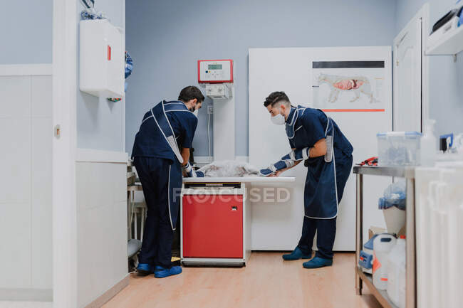 Unrecognizable male veterinarians in uniforms and respiratory masks curing animal patient lying on table in hospital — Stock Photo
