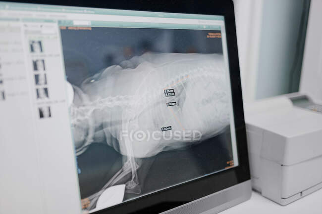 Ilustración de rayos X de esqueleto animal de mamífero en pantalla de computadora de escritorio en clínica veterinaria — Stock Photo