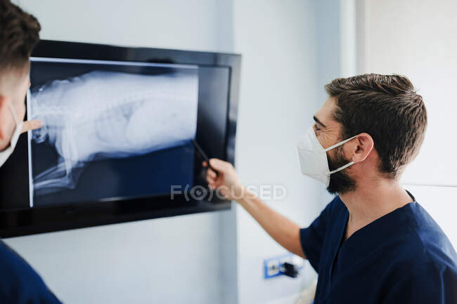 Veterinario masculino anónimo en máscara respiratoria y uniforme explicando anatomía del animal mamífero mientras toca la pantalla con ilustración de rayos X en clínica - foto de stock