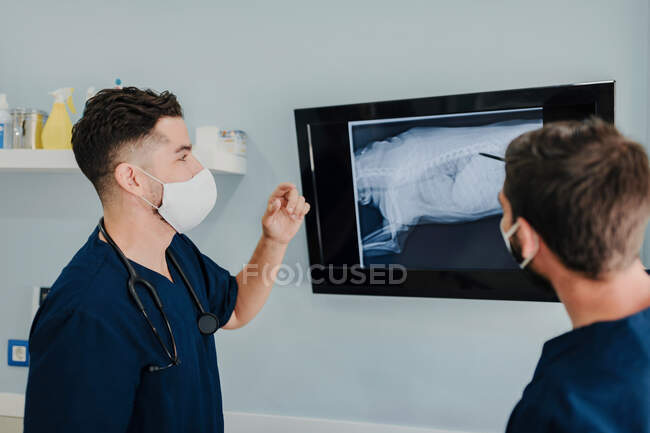 Vista lateral de veterinarios masculinos irreconocibles en máscaras que interactúan mientras miran el monitor con ilustración de rayos X en el hospital - foto de stock