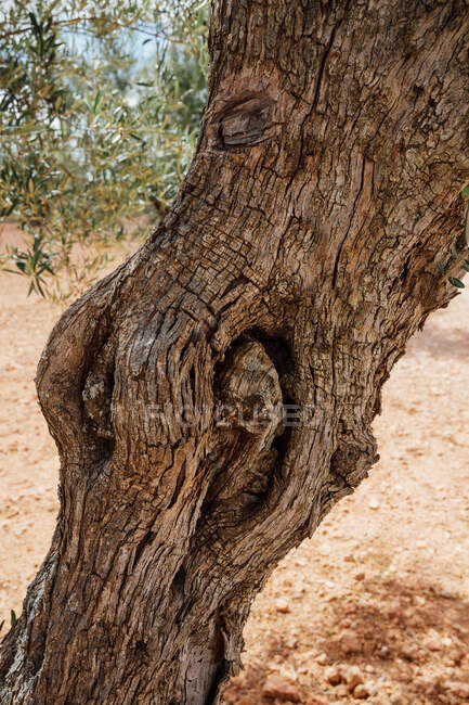 Detail eines Teils des Olivenbaumstammes. Vertikales Foto — Stockfoto