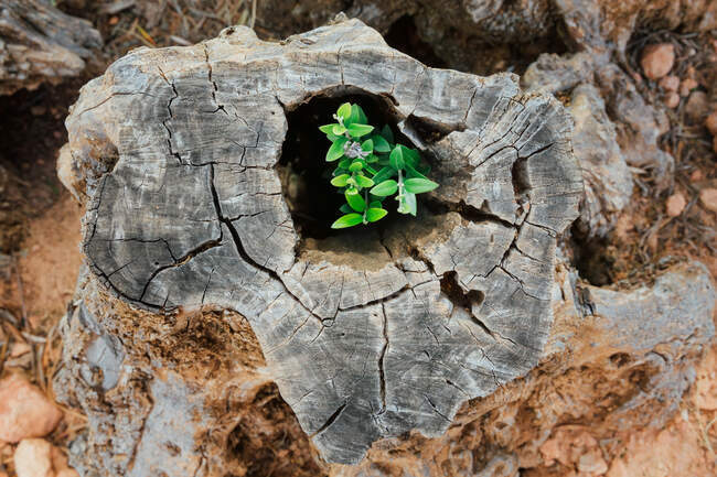 Planta que crece en el tronco de un olivo - foto de stock