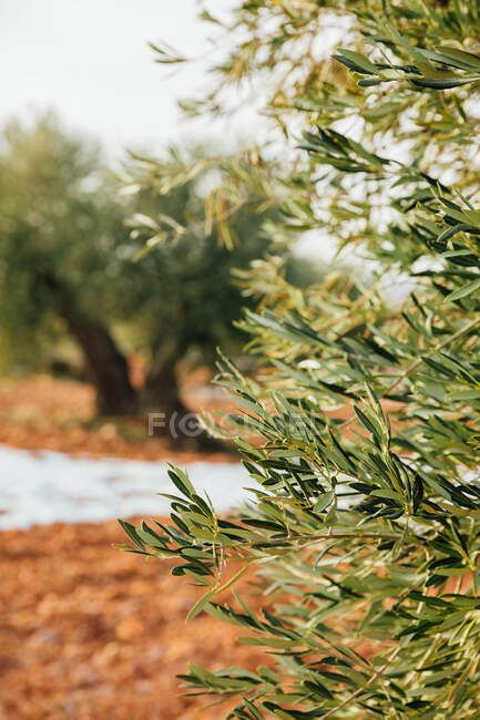 Средиземноморская оливковая роща на закате зимой. Вертикальное фото — стоковое фото