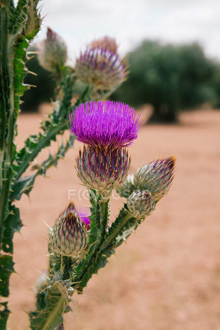 Thistle in the foreground in a field of olive trees. Vertical photo — Stock Photo