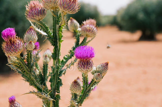 Thistle in the foreground in a blur field of olive trees. Landscape photo — Stock Photo
