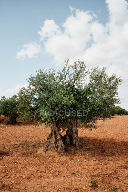 Paesaggio di campi di ulivi in una giornata di sole — Foto stock
