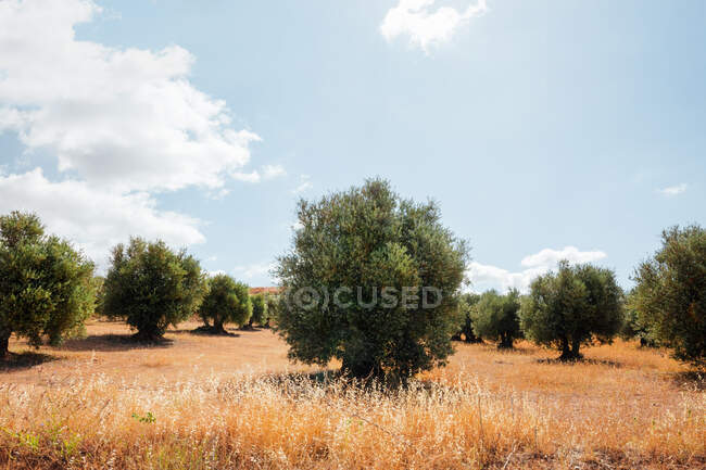 Reihen von Olivenbäumen unter einem klaren blauen Himmel mit weißen Wolken. Horizontales Foto — Stockfoto