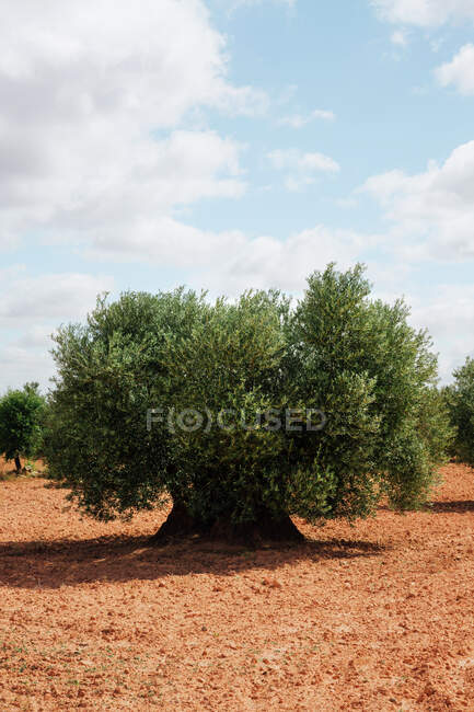 Старое оливковое дерево летом под голубым небом. Вертикальное фото — стоковое фото