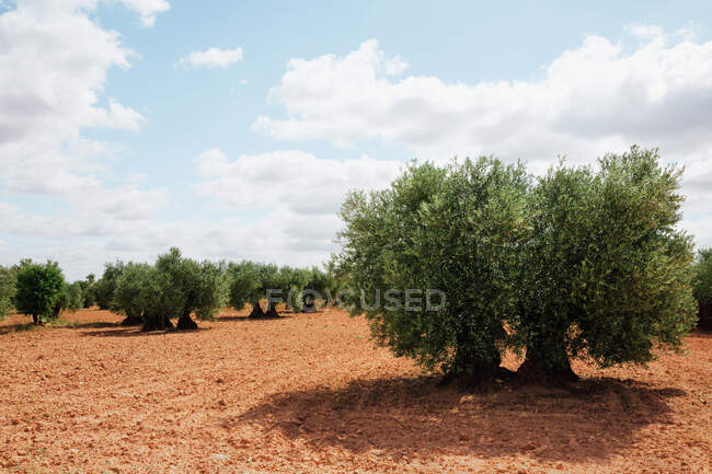 Feld mit mediterranen Olivenbäumen auf rotem Boden. Horizontales Foto — Stockfoto