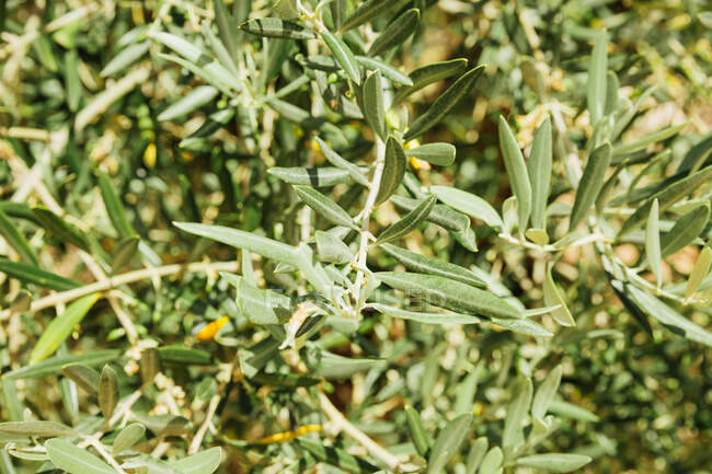 Фон оливковых листьев в солнечный день — стоковое фото