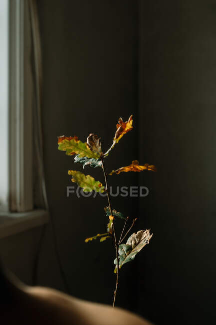 Ramo fino de carvalho com folhas murchas amarelas no centro da sala escura — Fotografia de Stock