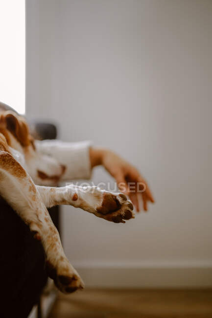 Crop young female in warm sweater hugging adorable purebred dog while sleeping together on sofa at home — Stock Photo