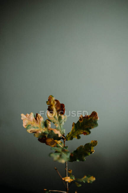 Thin branch of oak tree with yellow withering leaves in center of dark room — Stock Photo