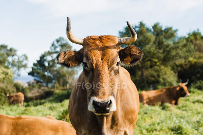 Любопытная коричневая корова с длинными рогами стоит на травянистых обильных пастбищах и смотрит в камеру в солнечный день — стоковое фото
