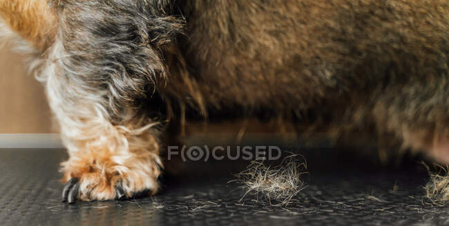 Side view of purebred Wirehaired Dachshund puppy having fur cut in salon for pets — Stock Photo