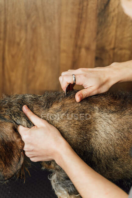 Cultivo anónimo veterinario femenino cuidado Wirehaired perro Dachshund en salón de aseo - foto de stock