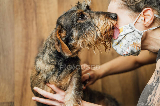 Obéissant Wirehaired Dachshund chiot léchage visage de la récolte femme chien coiffeur dans masque coupe fourrure de chien — Photo de stock
