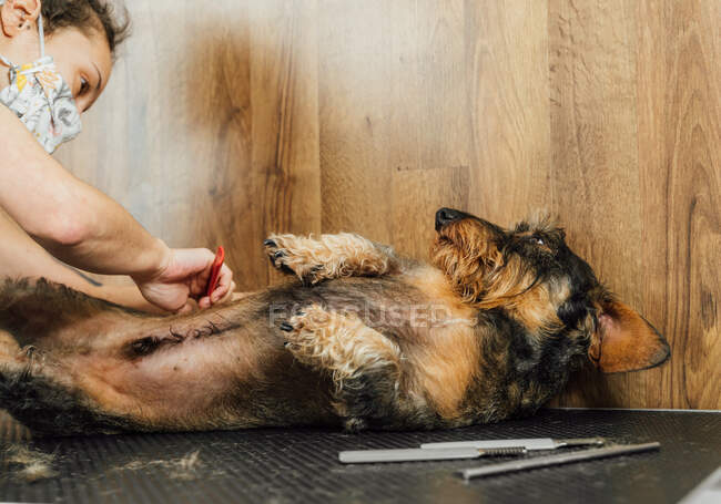 Обрезание женского грумера в защитной маске делает процедуру ухода для Wirehaired Dachshund собака в ветеринарном салоне — стоковое фото