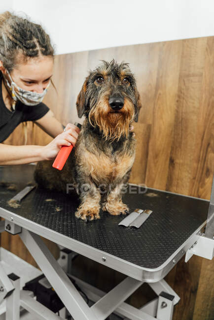 Coltivare groomer femminile in maschera protettiva facendo procedura di cura per Wirehaired cane bassotto nel salone veterinario — Foto stock
