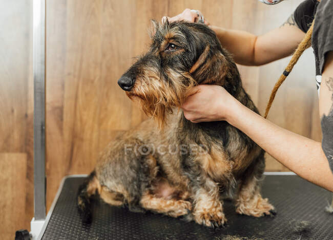 Side view of crop anonymous female veterinarian caring Wirehaired Dachshund dog in grooming salon — Stock Photo