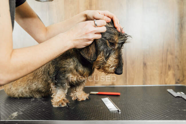Vista lateral da cultura veterinária fêmea anônima cuidar Wirehaired cão Dachshund no salão de arrumação — Fotografia de Stock
