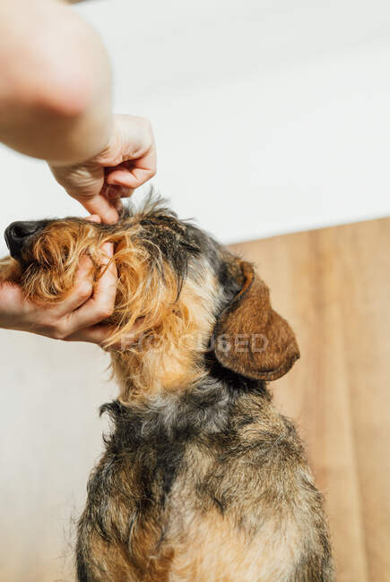 Vista laterale del raccolto anonimo veterinario femminile cura Wirehaired Dachshund cane nel salone di toelettatura — Foto stock