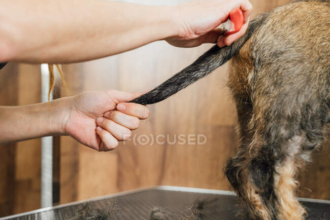 Vue latérale de la récolte vétérinaire femelle anonyme soignant chien Dachshund poil dans le salon de toilettage — Photo de stock
