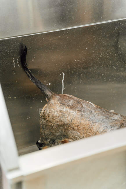 Куст мокрый коричневый Wirehaired Щенок таксы стирается в ветеринарной клинике — стоковое фото