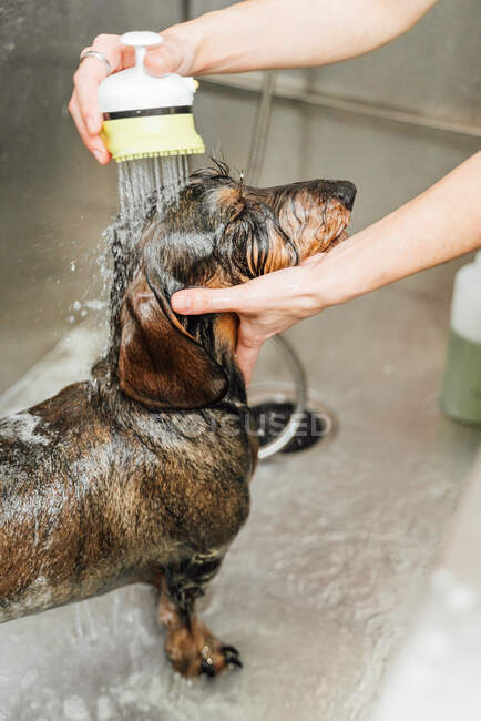 Crop anonymous dog hairdresser washing fur of Wirehaired Dachshund in sink in veterinarian clinic — Stock Photo