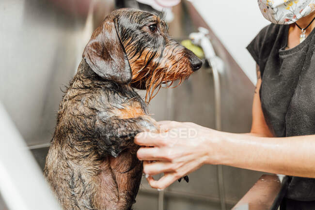 Cosecha perro anónimo peluquería lavado de piel de Wirehaired Dachshund en fregadero en clínica veterinaria - foto de stock